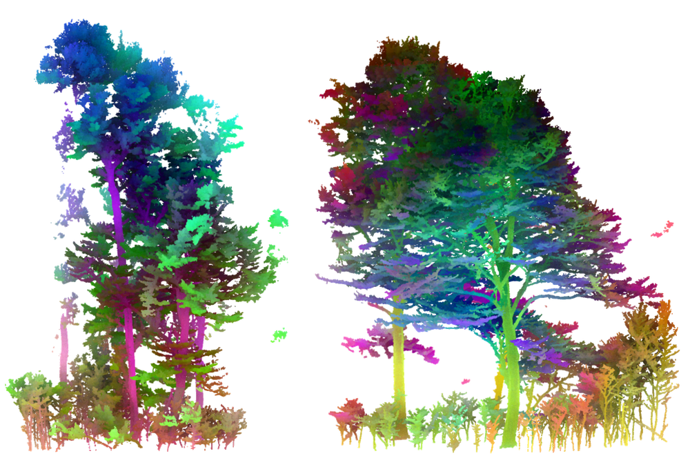FoM3D: Toward a foundation model for forest point clouds image